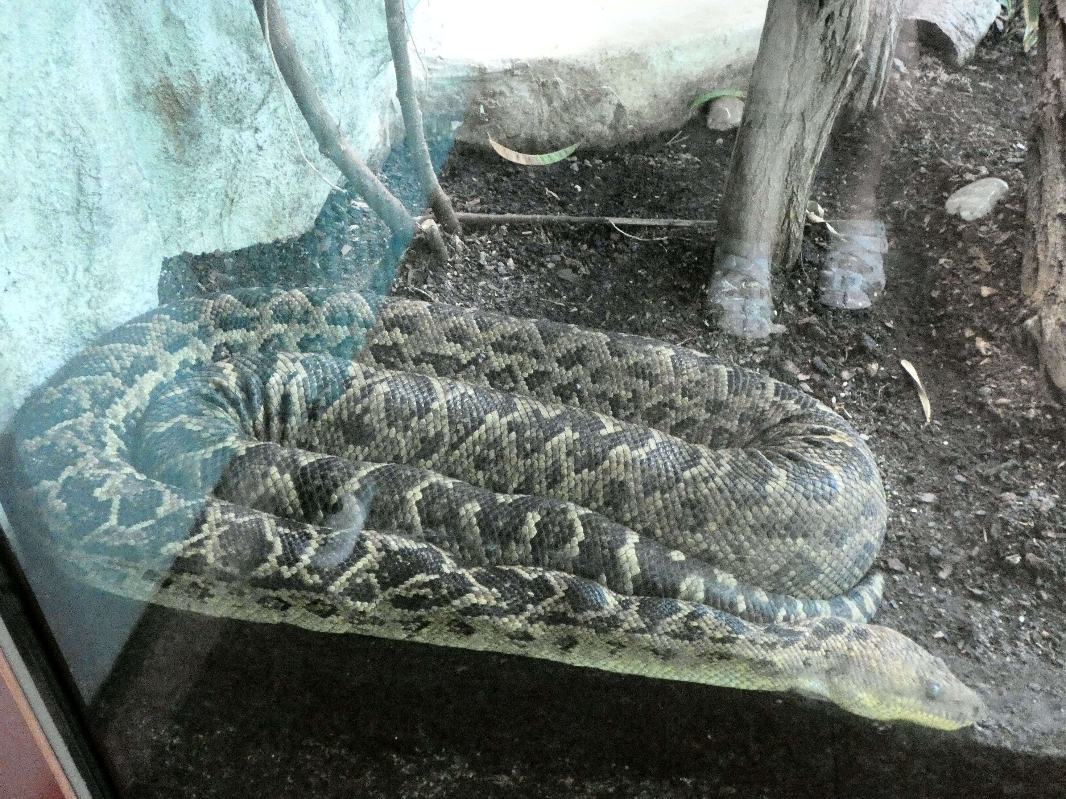 Image of Cuban Boa