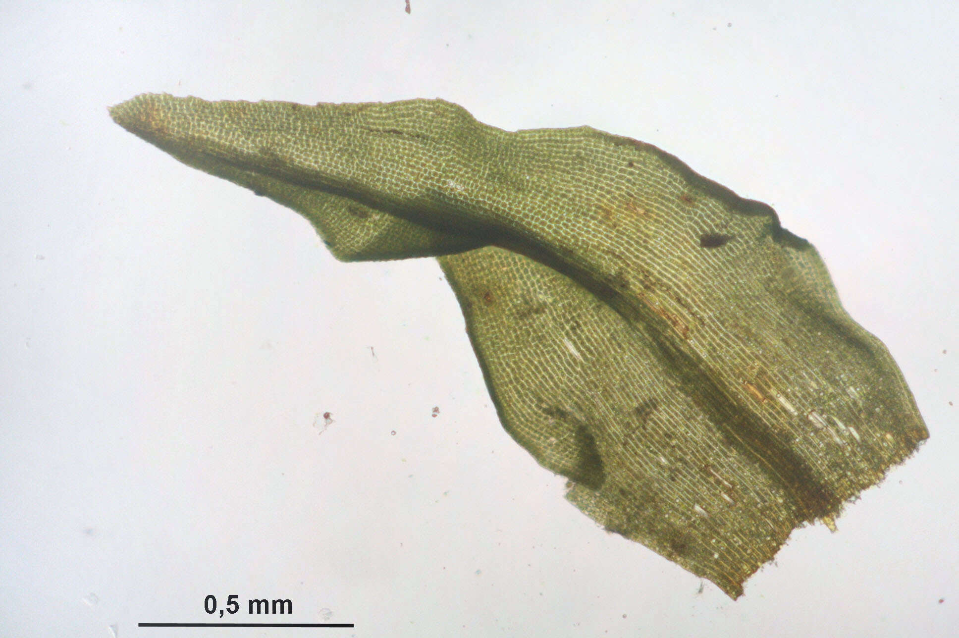 Image of dichodontium moss