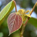 صورة Macaranga trichocarpa (Zoll.) Müll. Arg.