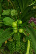 Image of Crinum mauritianum G. Lodd.