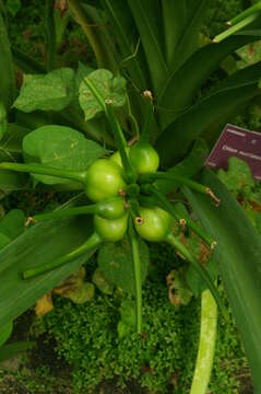 Image of Crinum mauritianum G. Lodd.