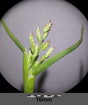 Image of Annual Meadow Grass