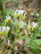 Image of Meadow Saxifrage