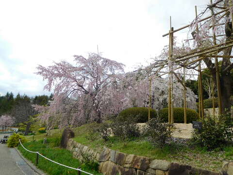 Image of Prunus spachiana (Lavallee ex H. Otto) Kitamura