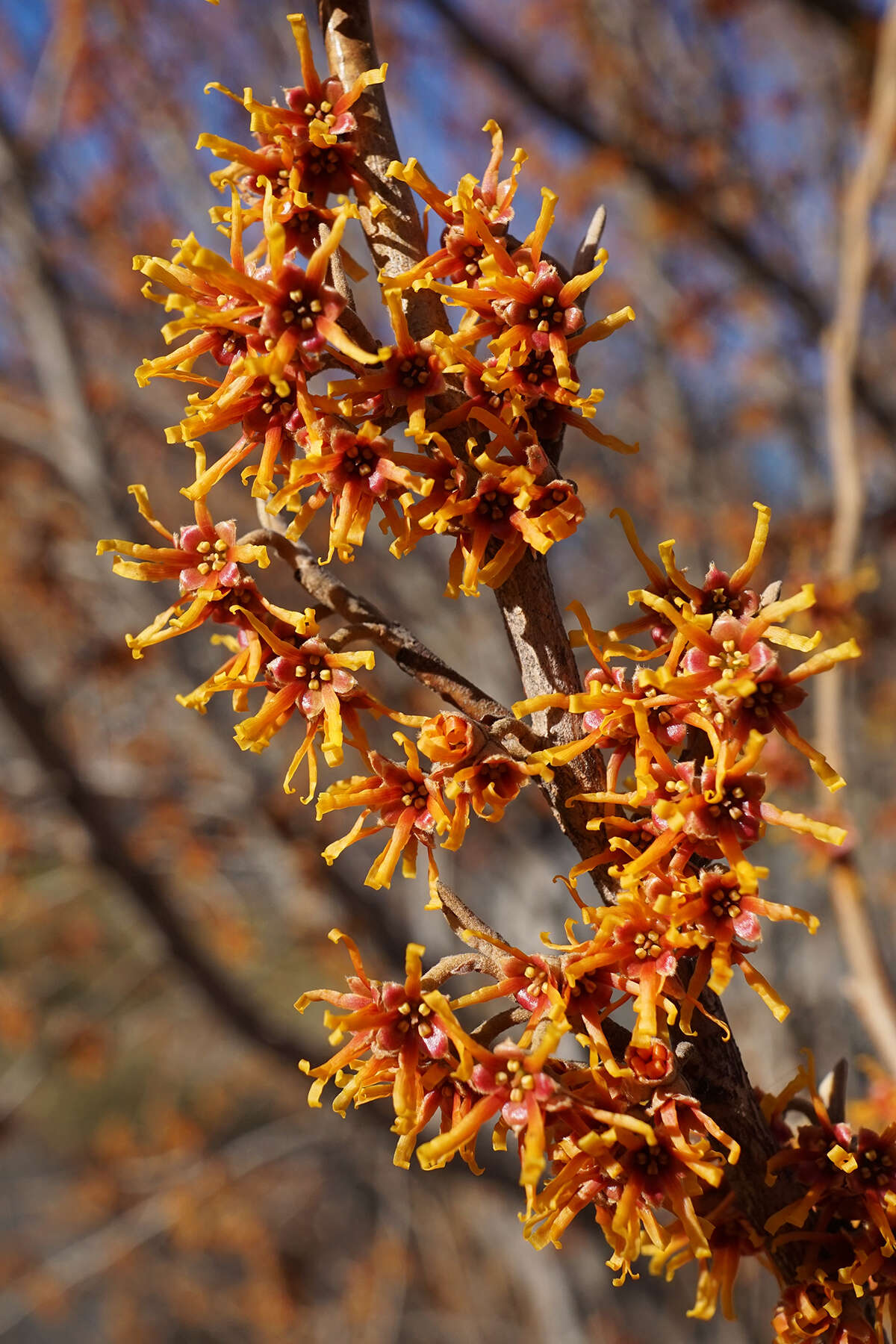 Imagem de Hamamelis vernalis Sarg.