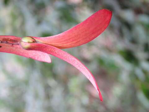 Image of Hopea ponga (Dennst.) D. J. Mabberley