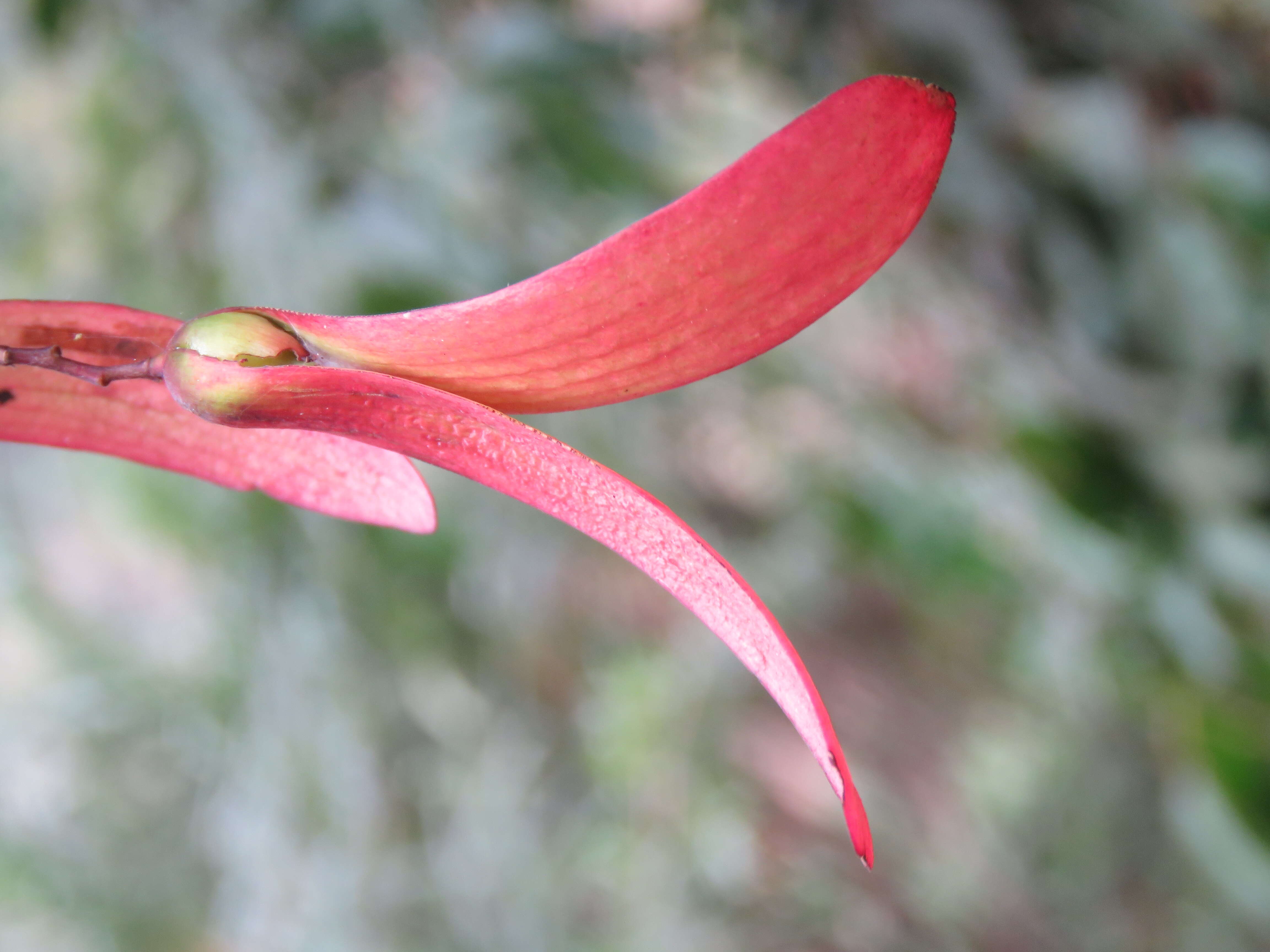 Image of Hopea ponga (Dennst.) D. J. Mabberley