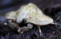 Plancia ëd Cryptolithodes typicus J. F. Brandt 1848