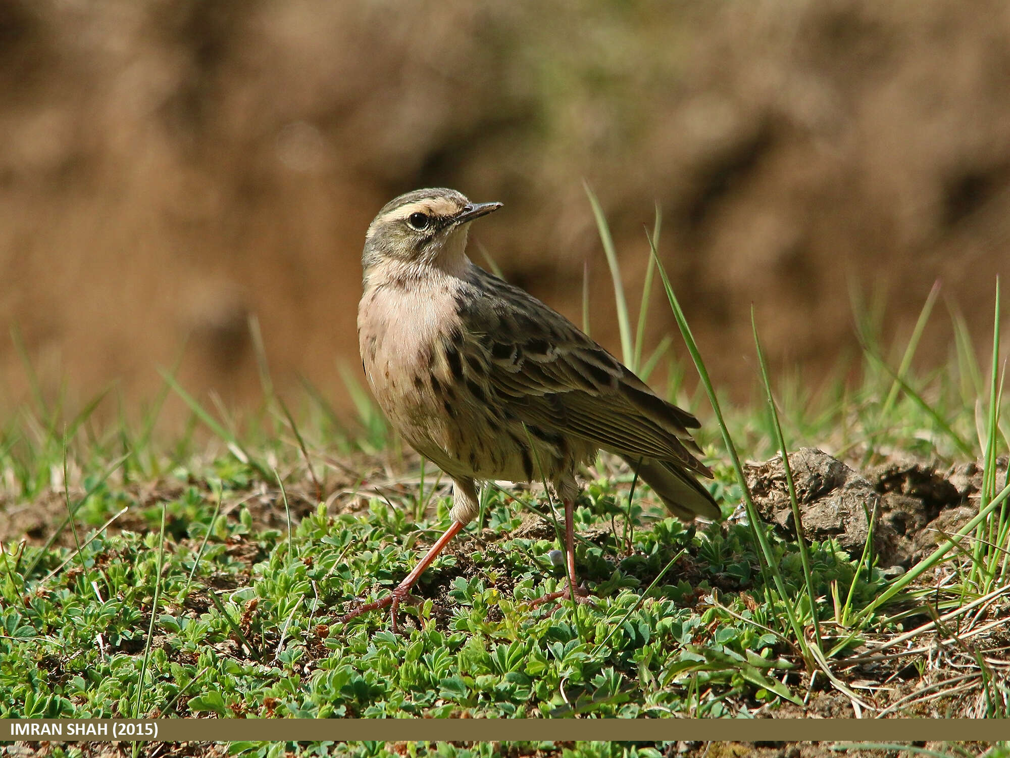 Image of Rosy Pipit