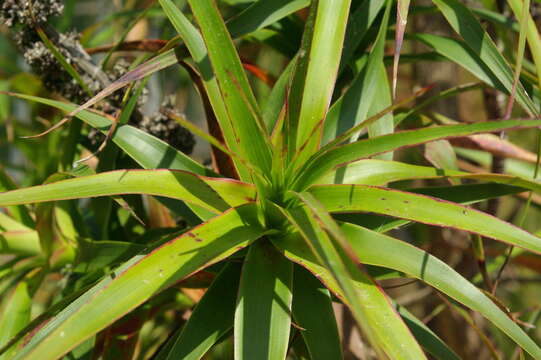 Image of Richea dracophylla R. Br.