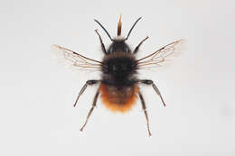 Image of Bombus monticola Smith 1849