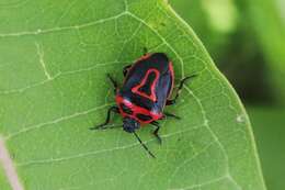 Image of Two-spotted Stink Bug