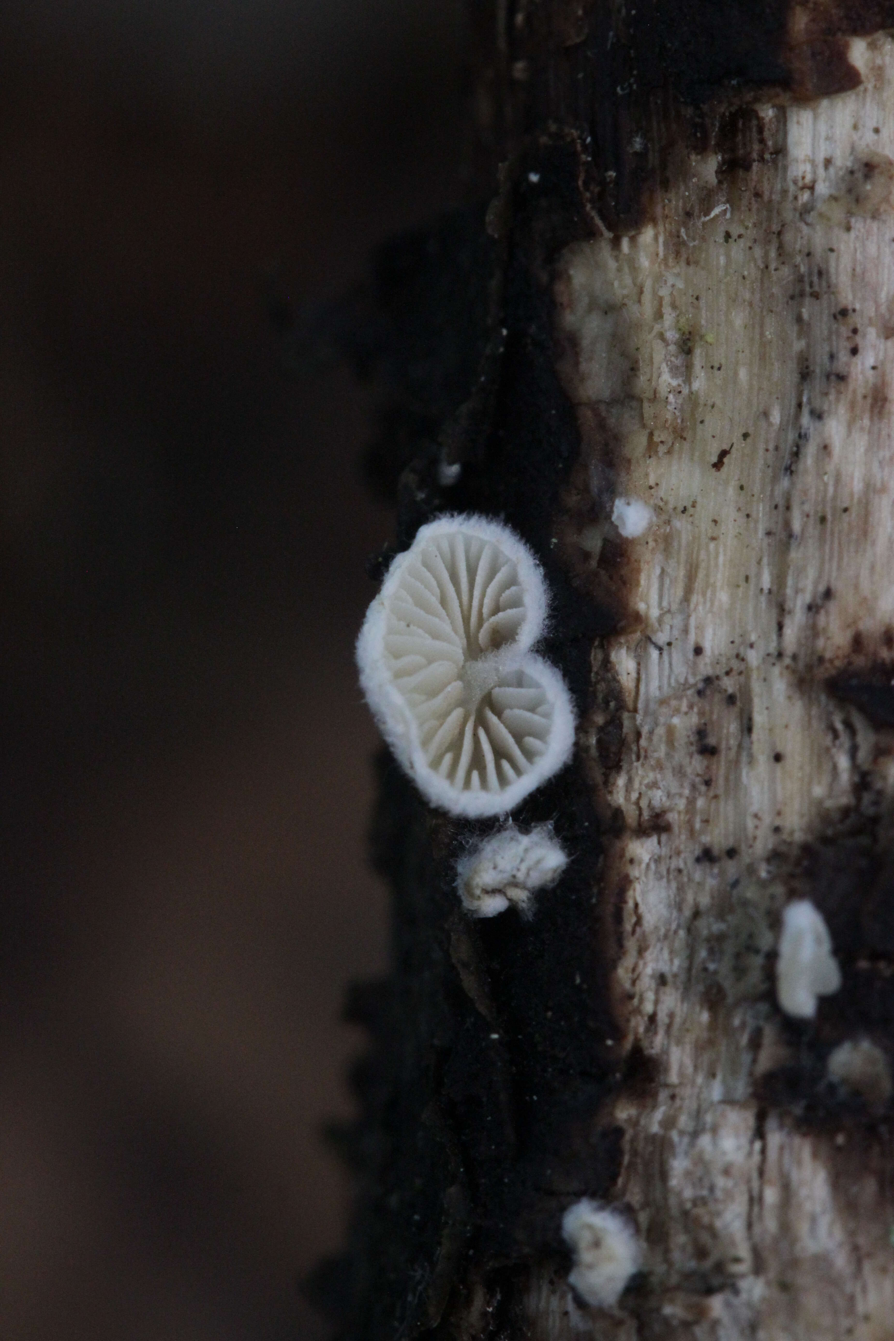 Image of Crepidotus