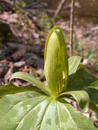 Imagem de Trillium sessile L.