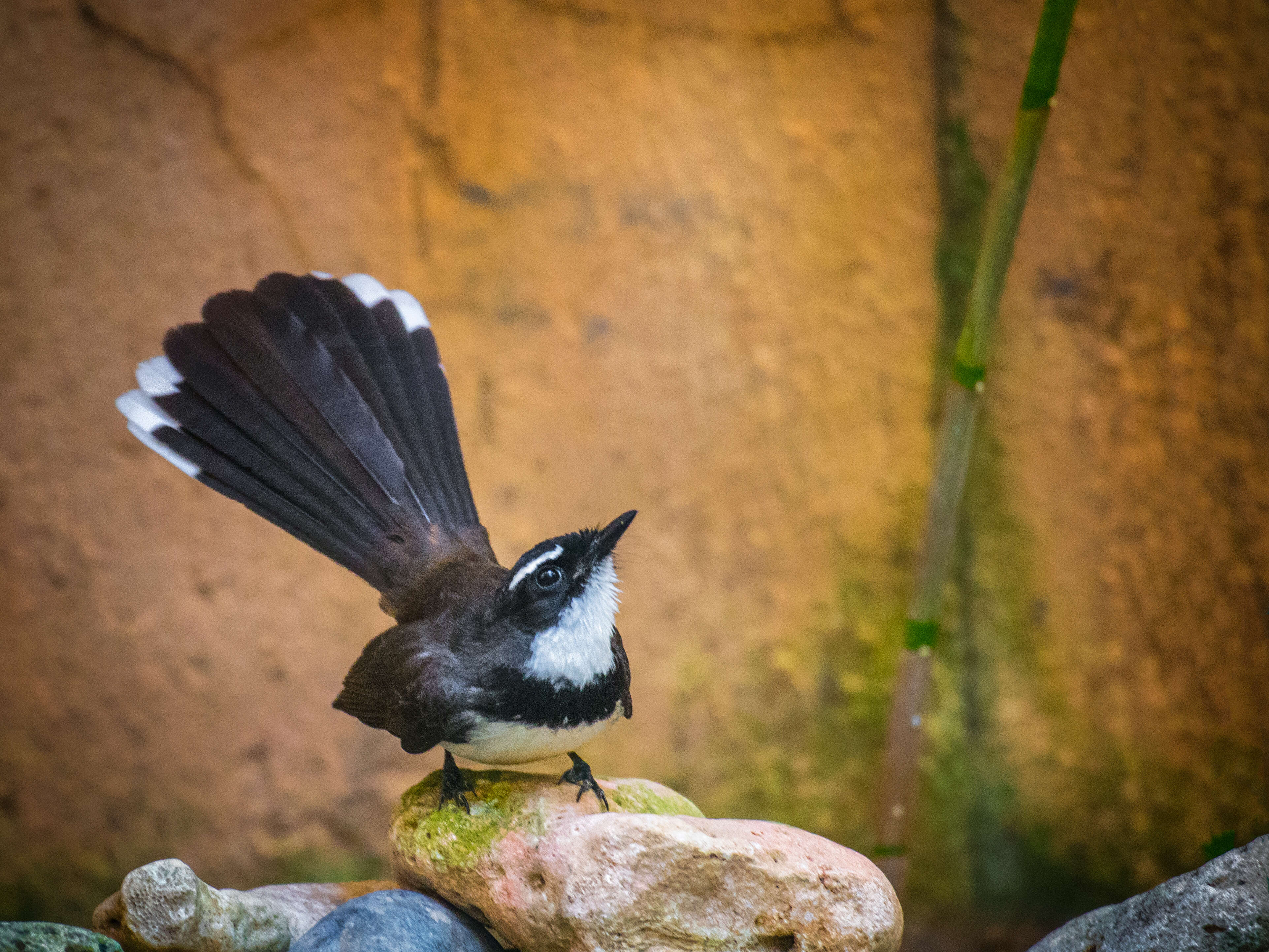 Image of Philippine Pied Fantail