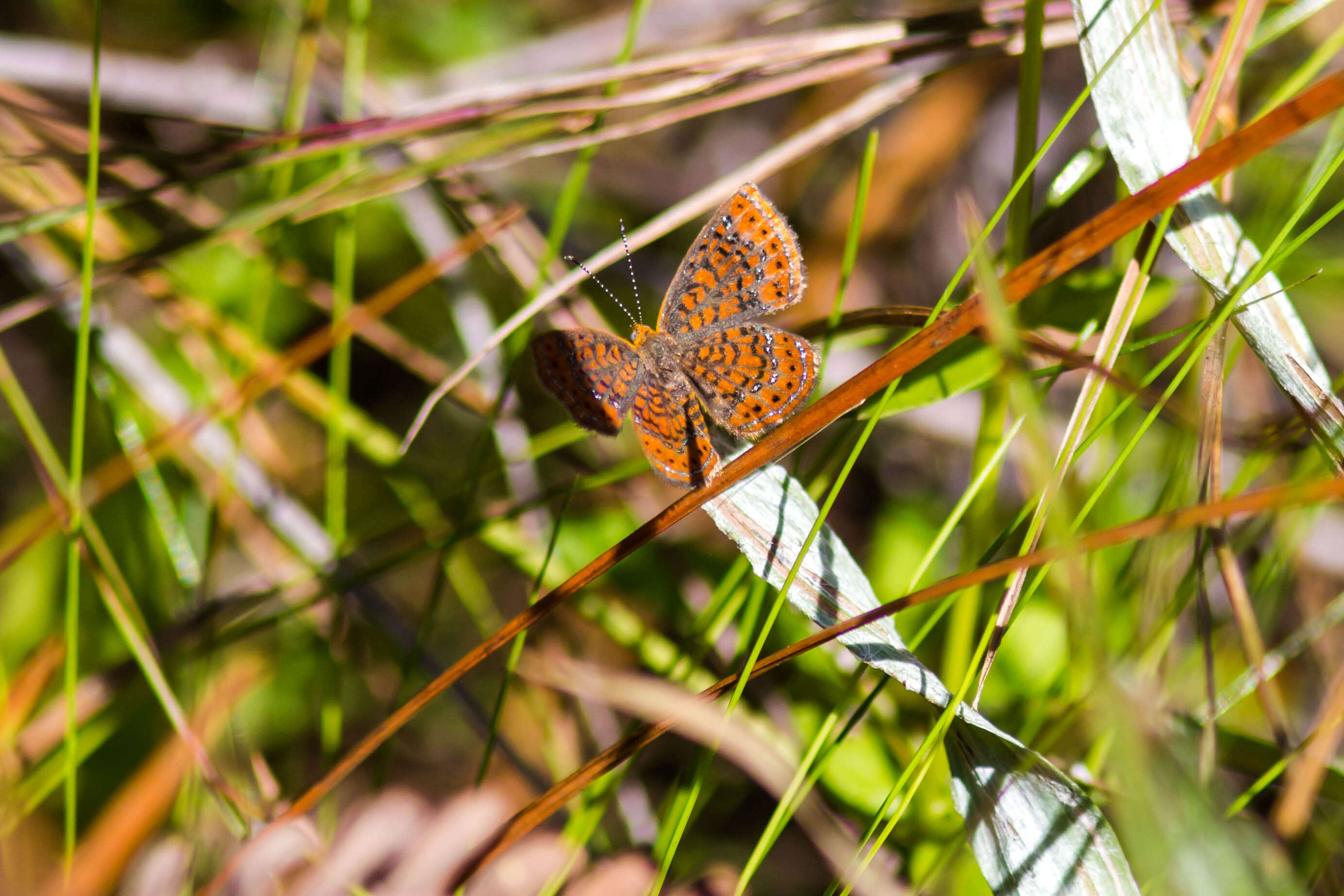 Image of Little Metalmark