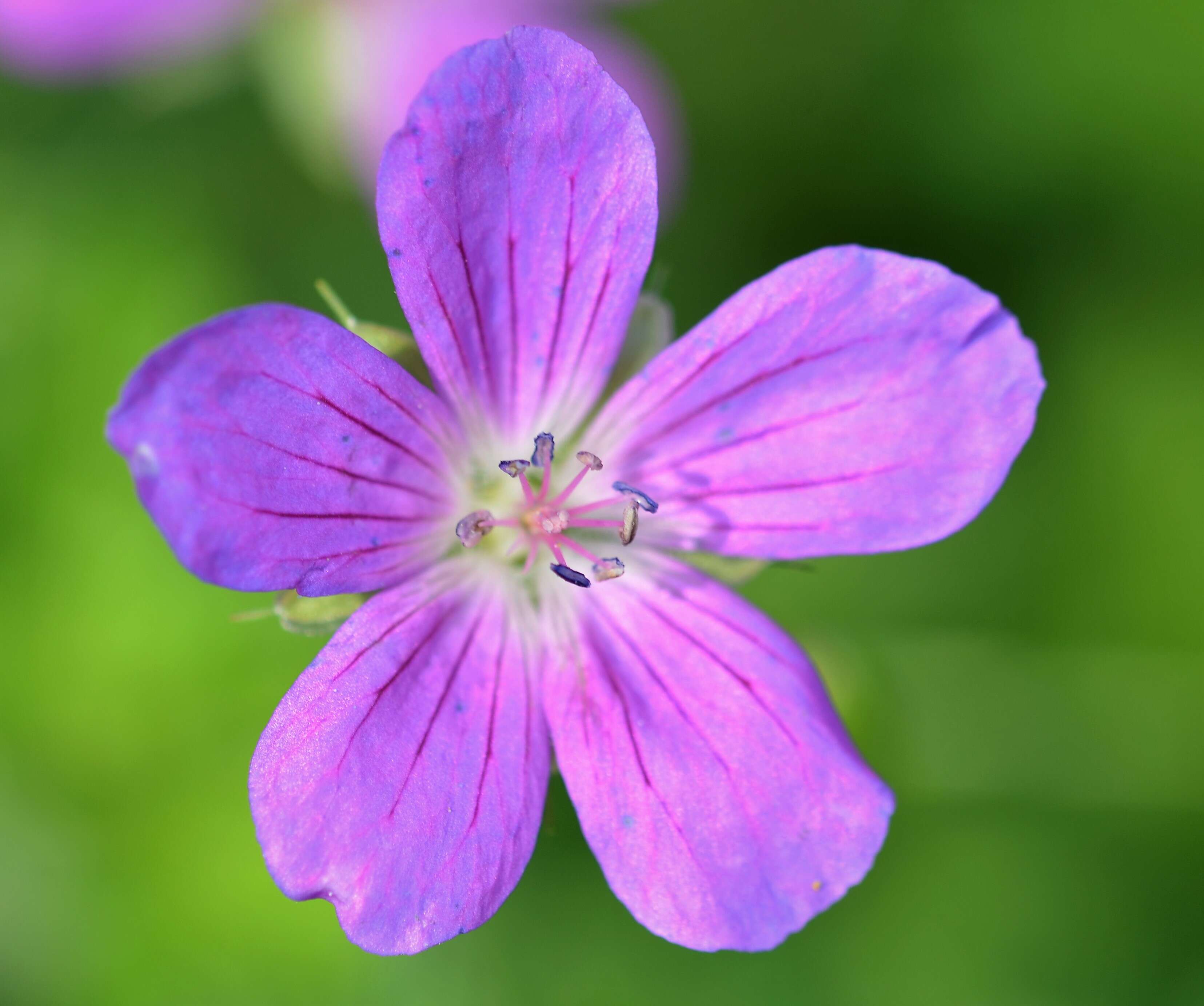 Imagem de Geranium palustre L.