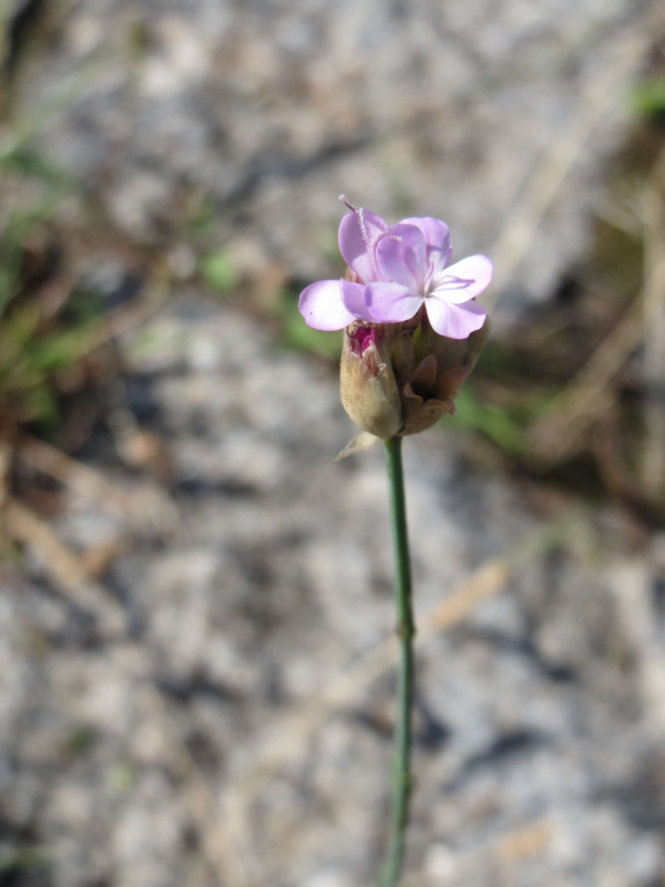 Image of Proliferous Pink