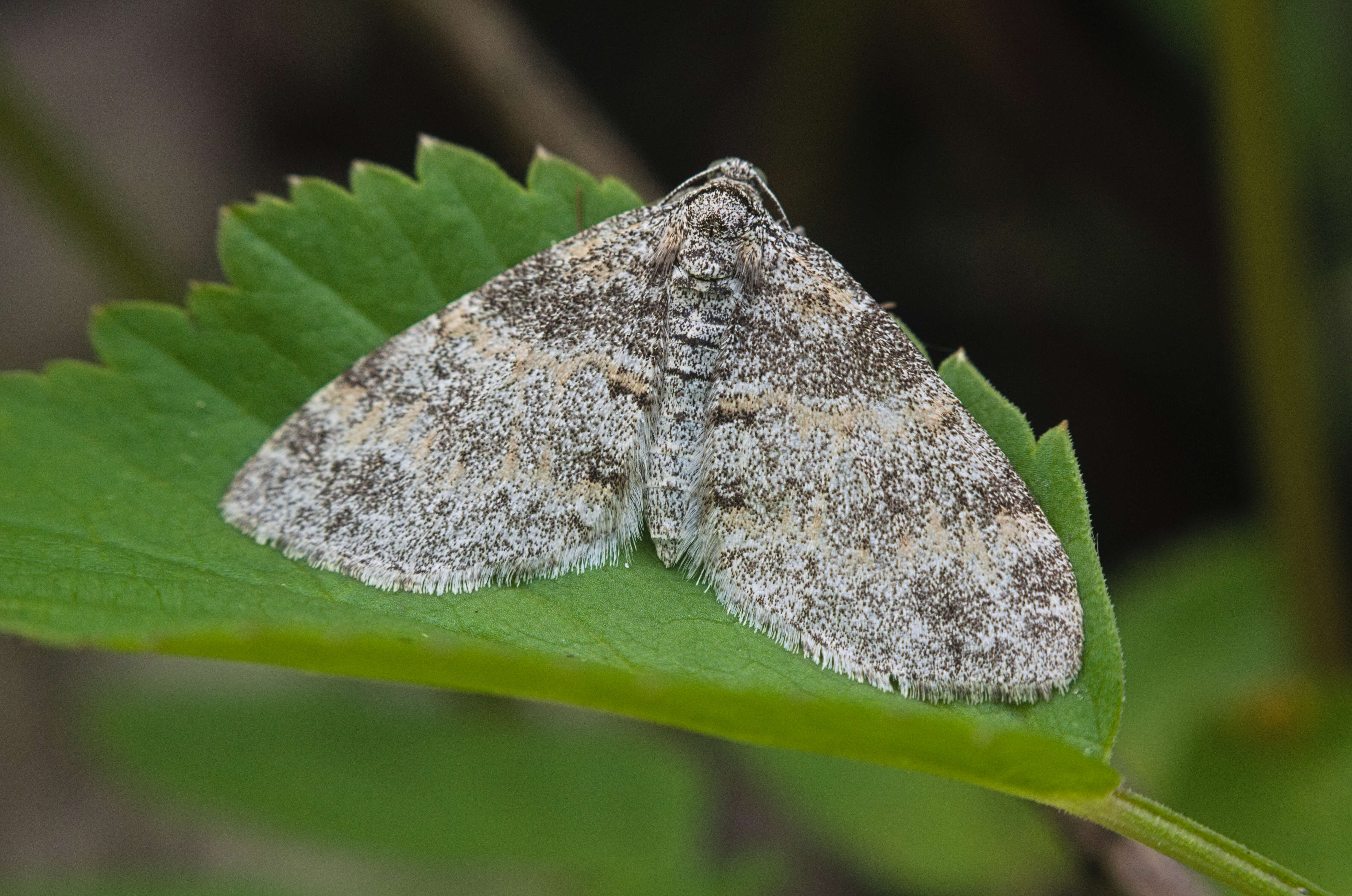 Слика од Lobophora halterata Hüfnagel 1767