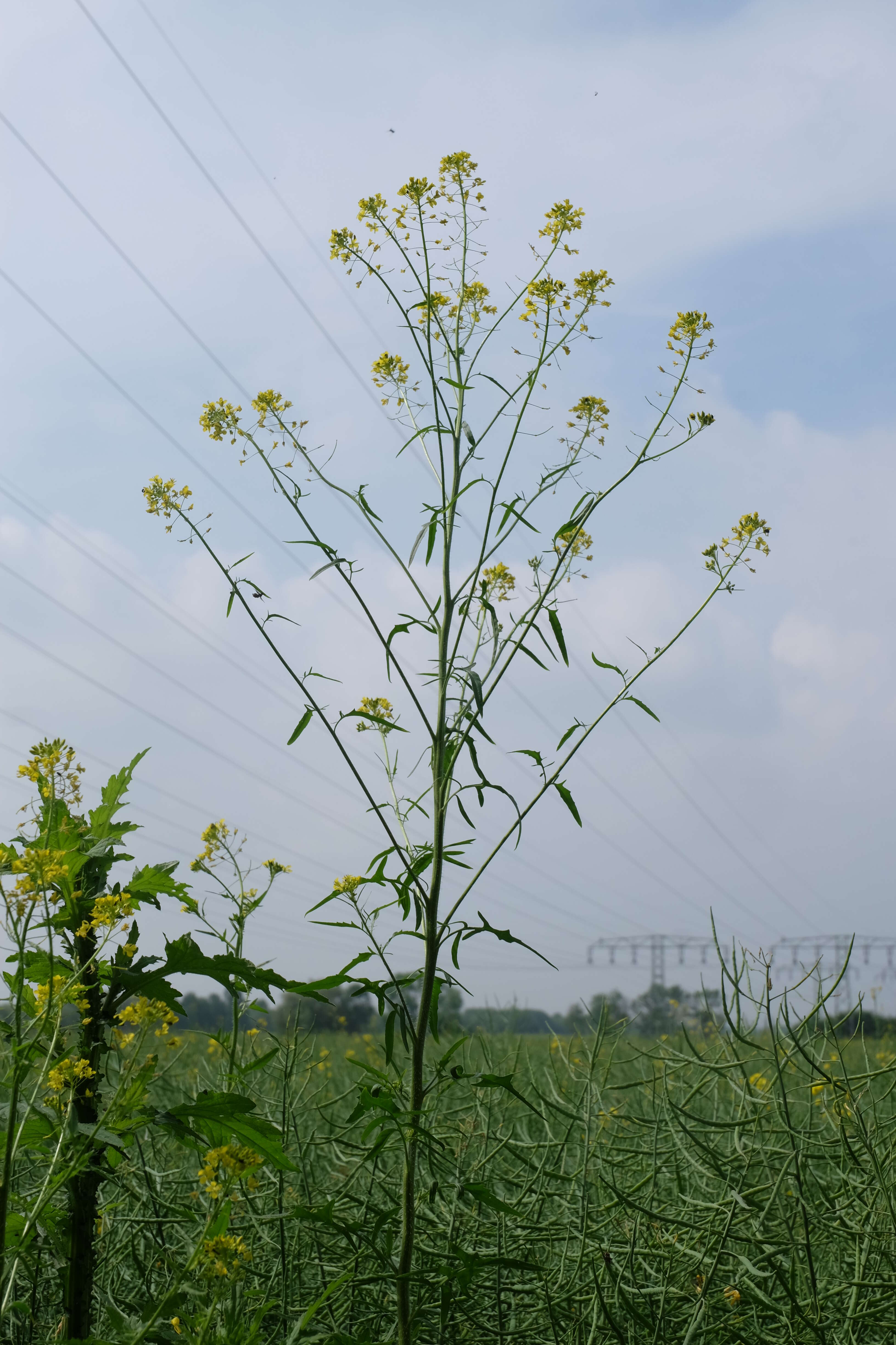 Imagem de Sisymbrium loeselii L.