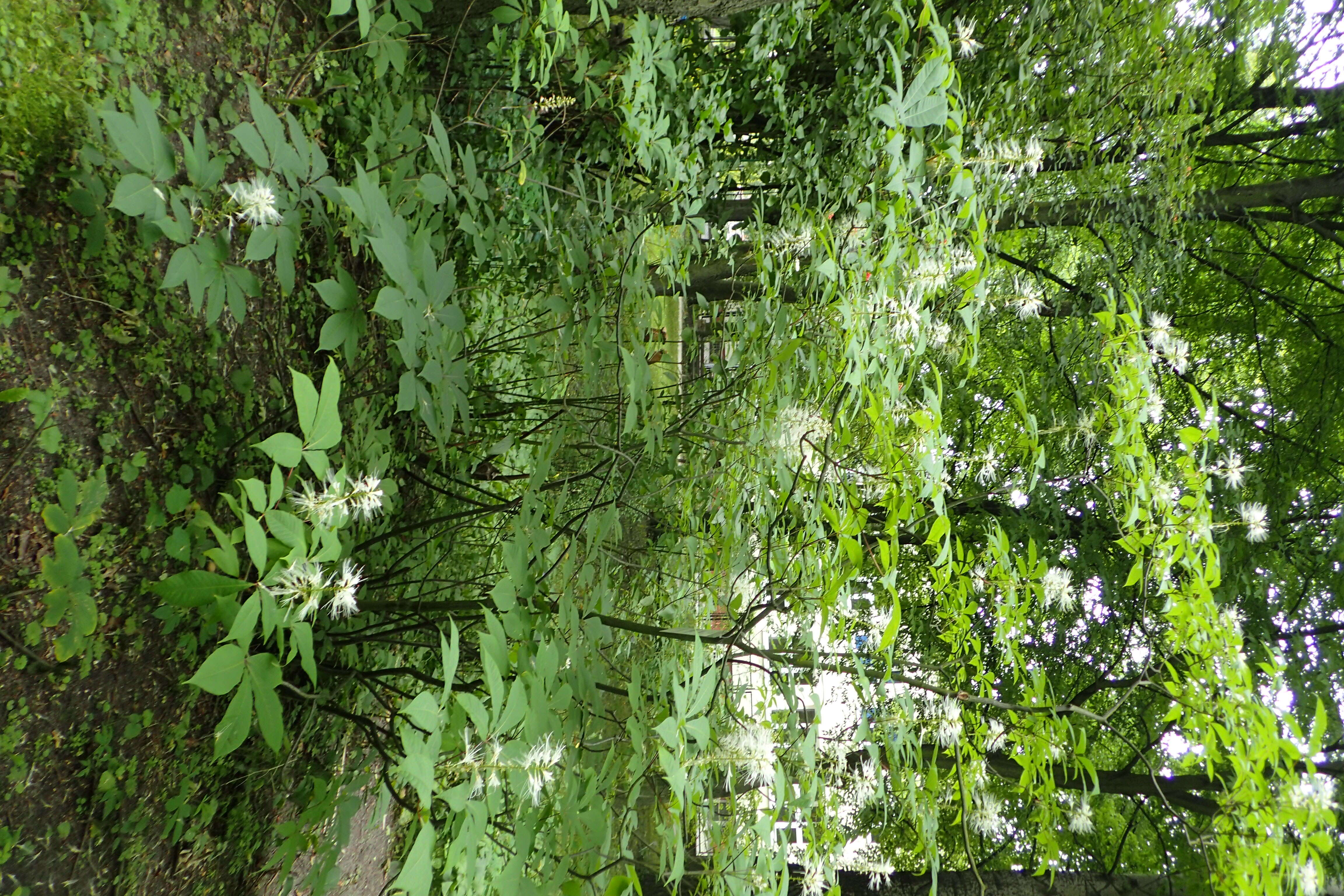 Imagem de Aesculus parviflora Walt.