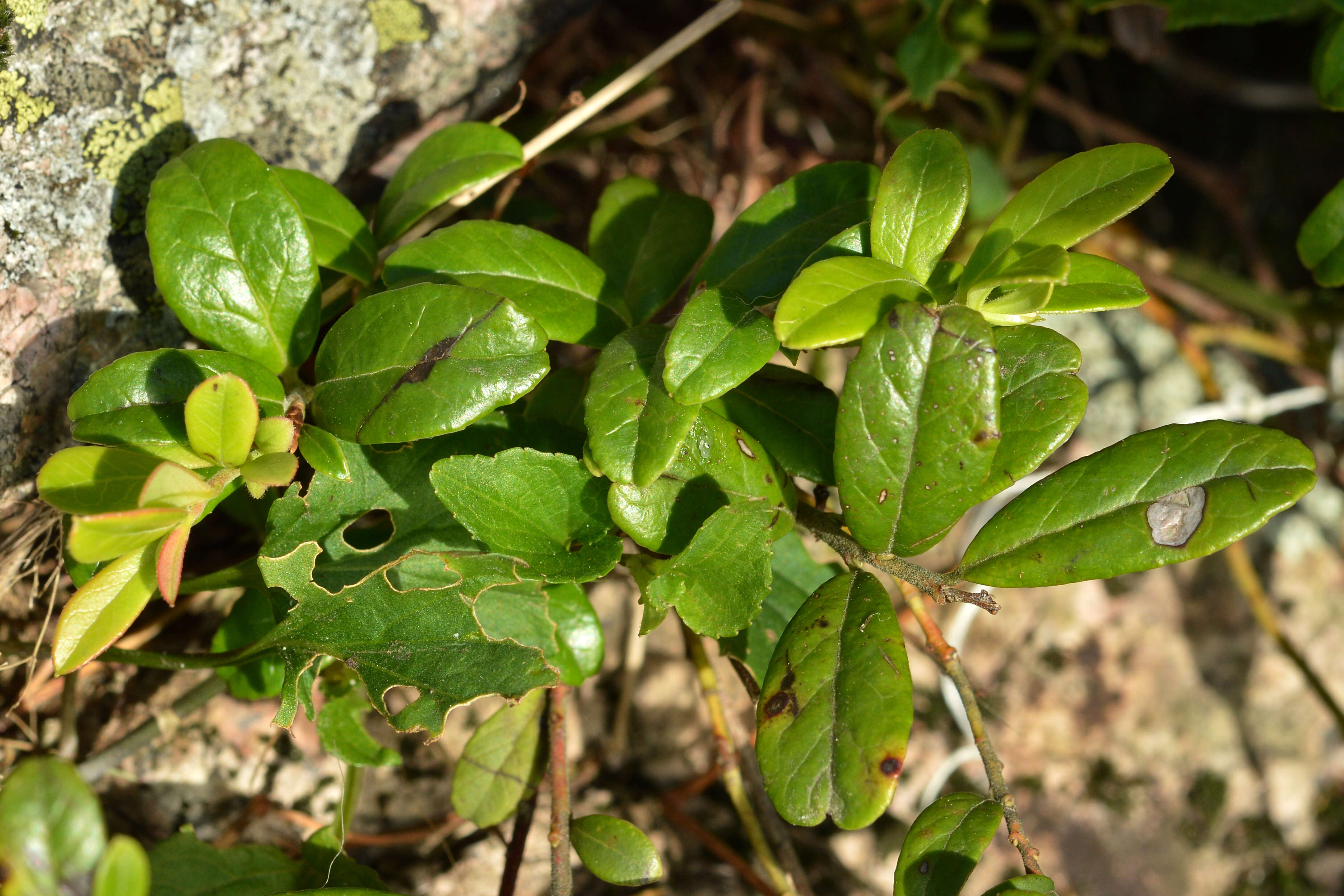 Image of lingonberry