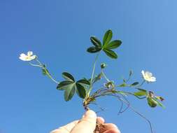 Imagem de Potentilla alba L.