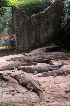 Image of Estuarine Crocodile