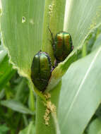 Image of Protaetia (Potosia) cuprea (Fabricius 1775)