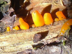 Image of Orange jelly spot