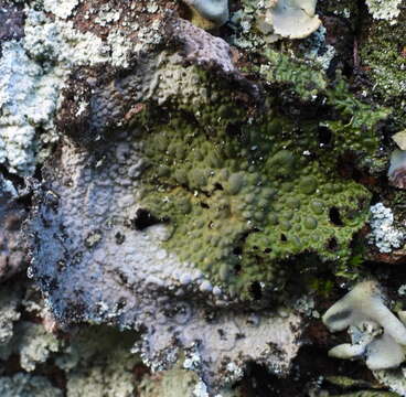 Image of blistered navel lichen