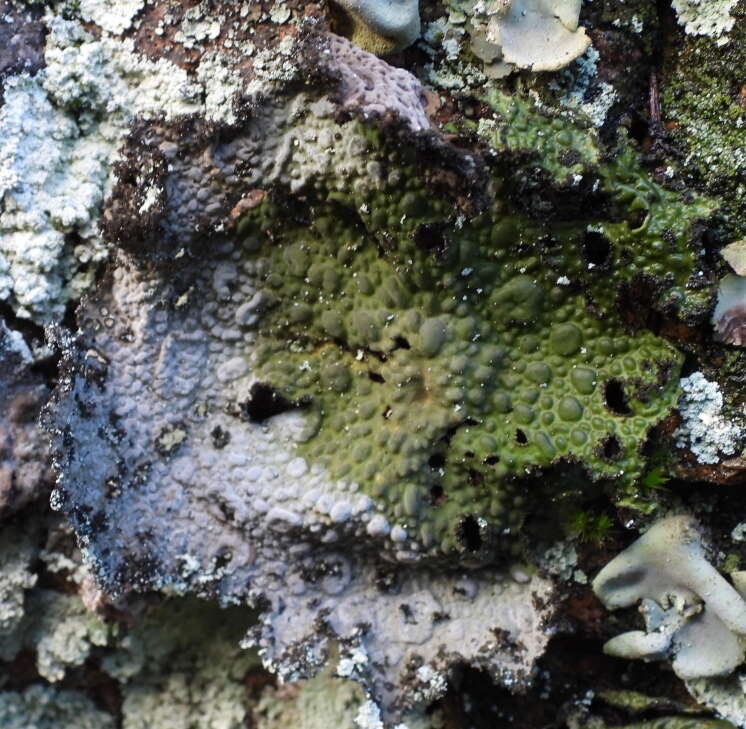 Image of blistered navel lichen