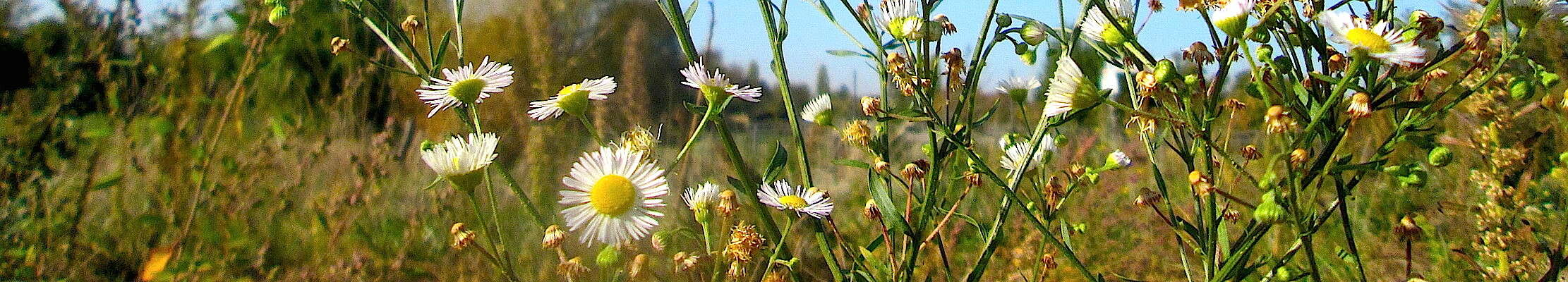 Image of eastern daisy fleabane