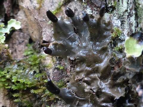 Image of Peltigera neckeri