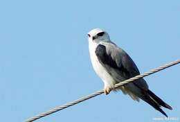 Image of Black-shouldered Kite