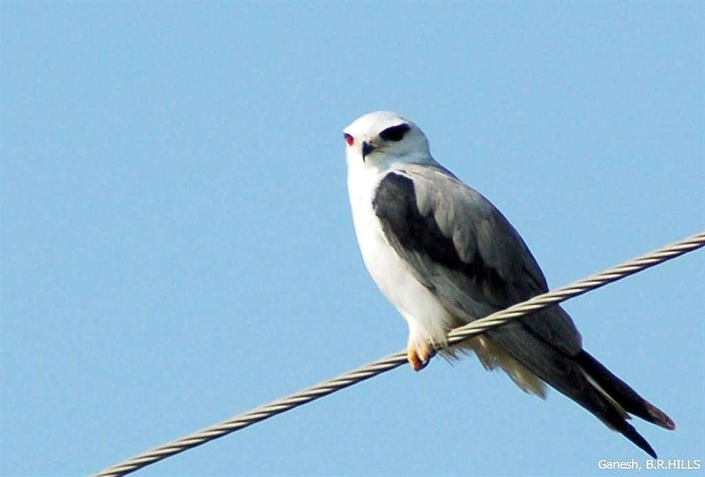 Image of Black-shouldered Kite