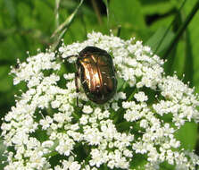 Image of Protaetia (Potosia) cuprea (Fabricius 1775)