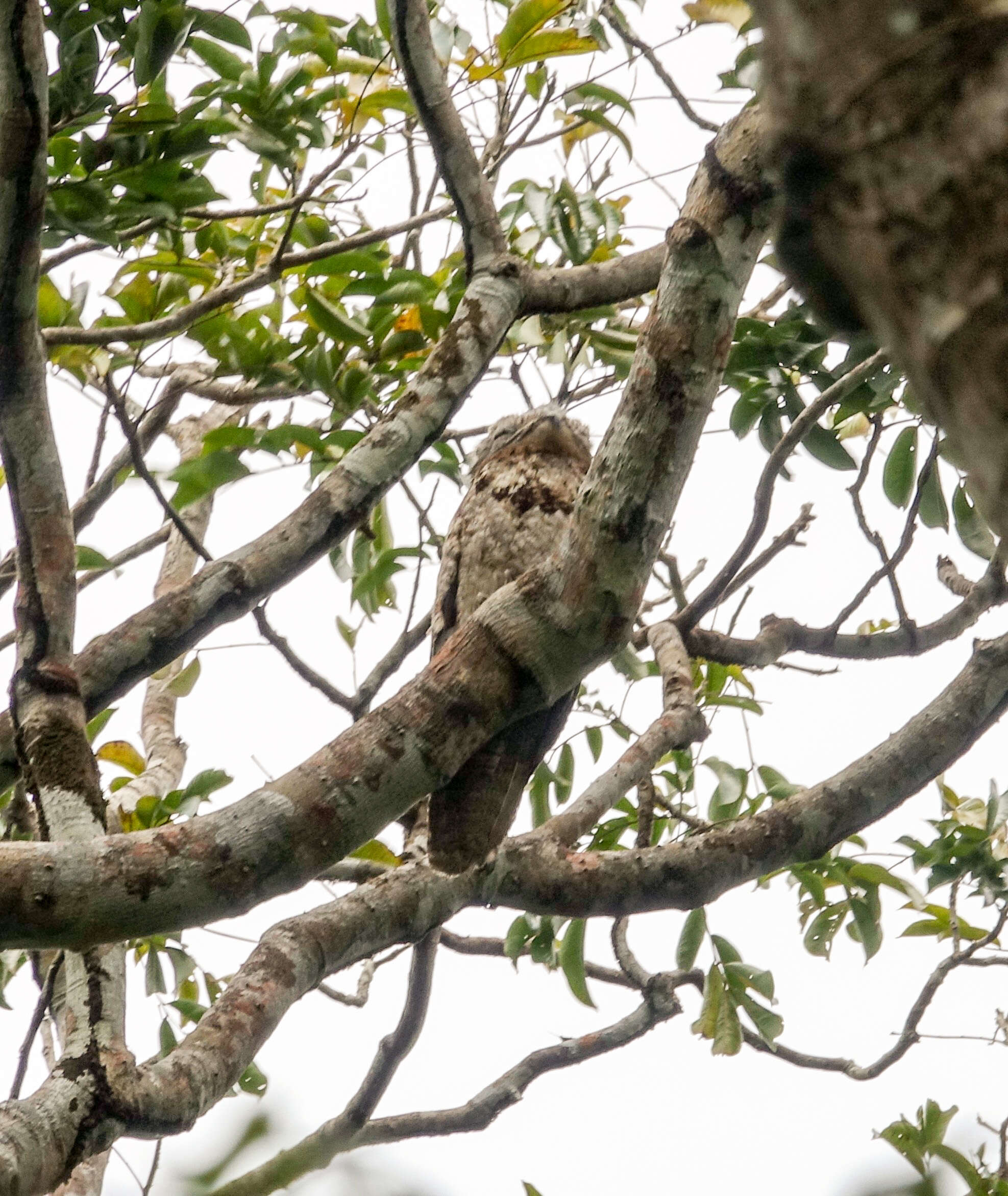 Image of Great Potoo