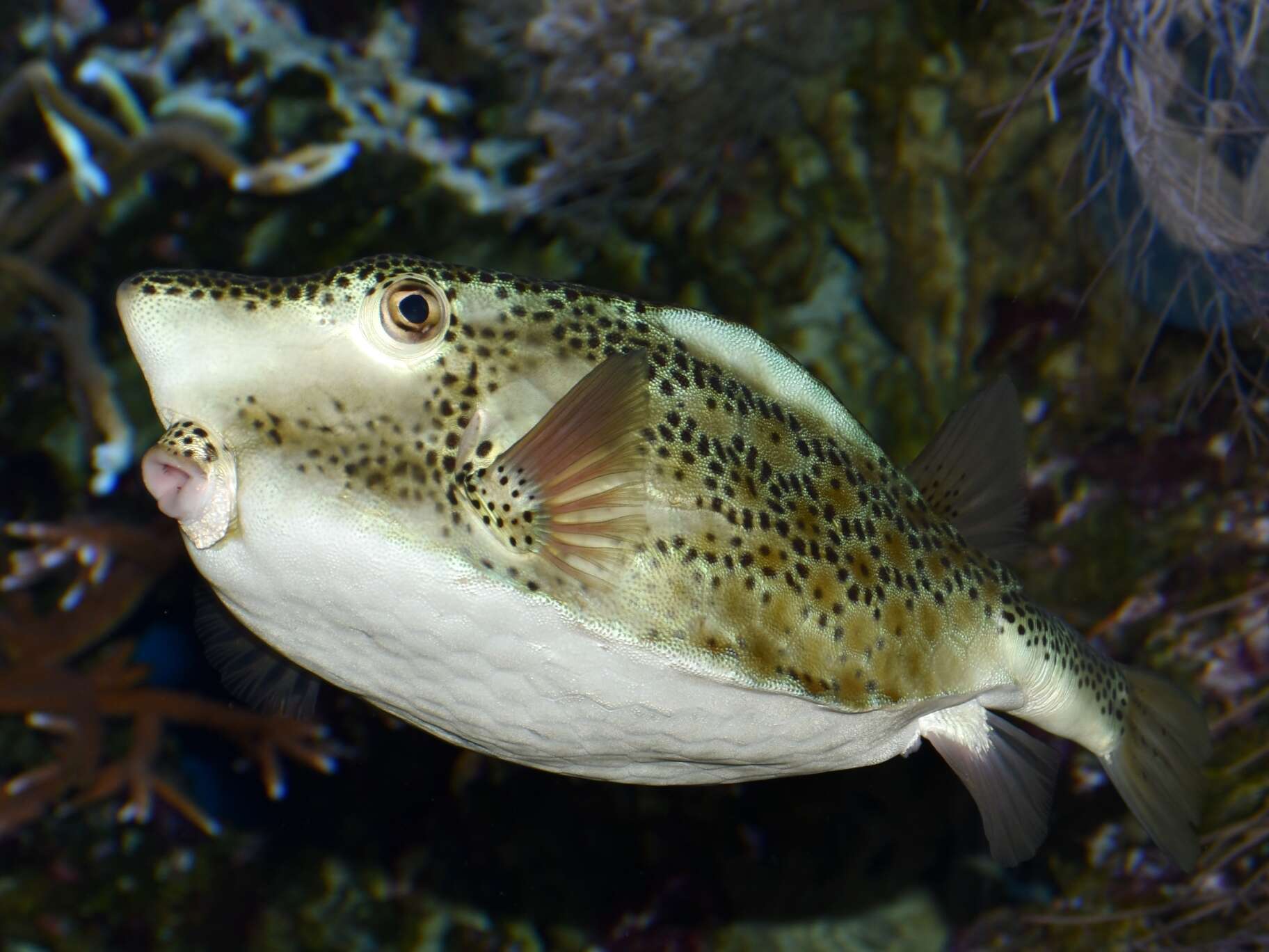 Image of Horn-nosed boxfish