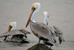 Image of California brown pelican