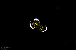 Image of Yellow papillae flatworm