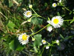 Image of eastern daisy fleabane