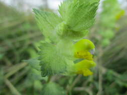 Image of European yellow rattle