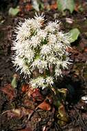 Image of butterbur