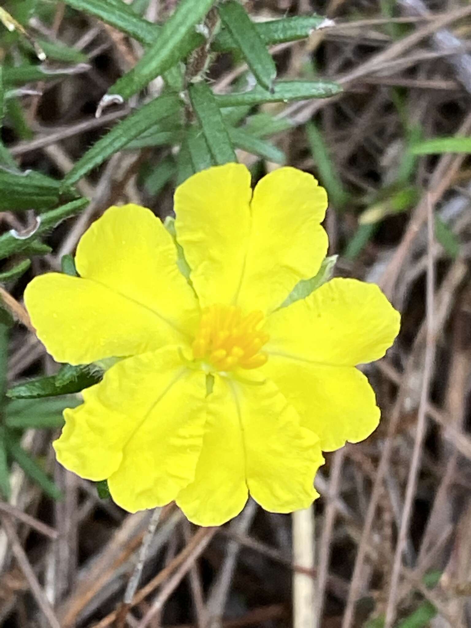 Image of Hibbertia stricta R. Br. ex DC.