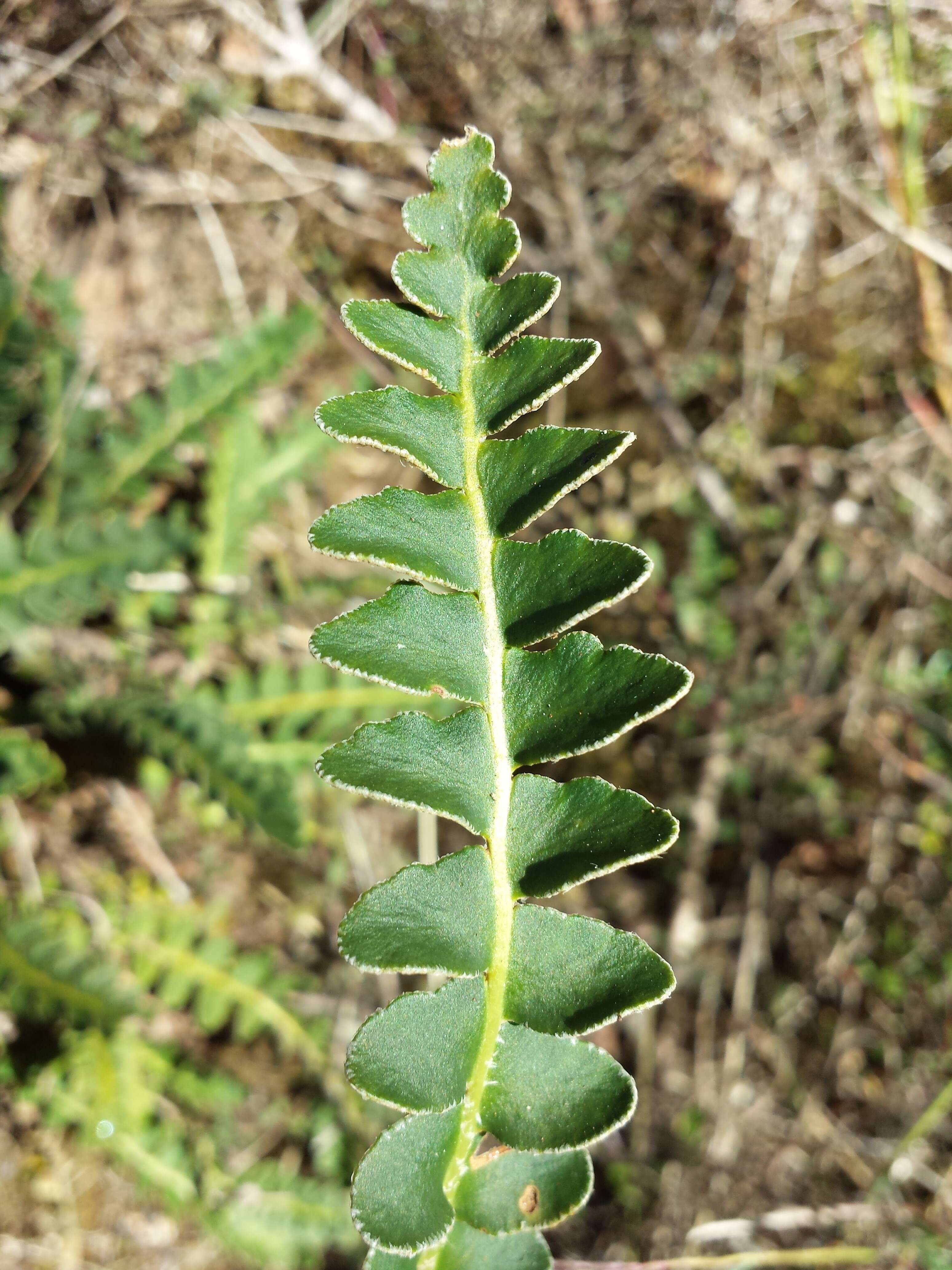 Plancia ëd Asplenium ceterach L.