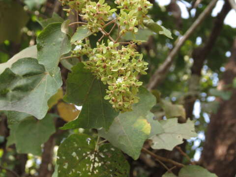 Image of Kydia calycina Roxb.