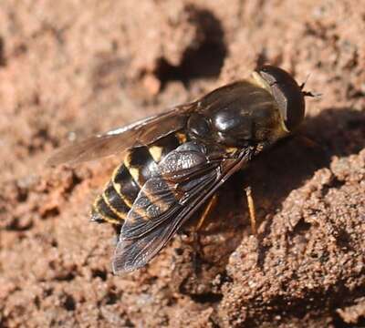 Image of dark giant horsefly