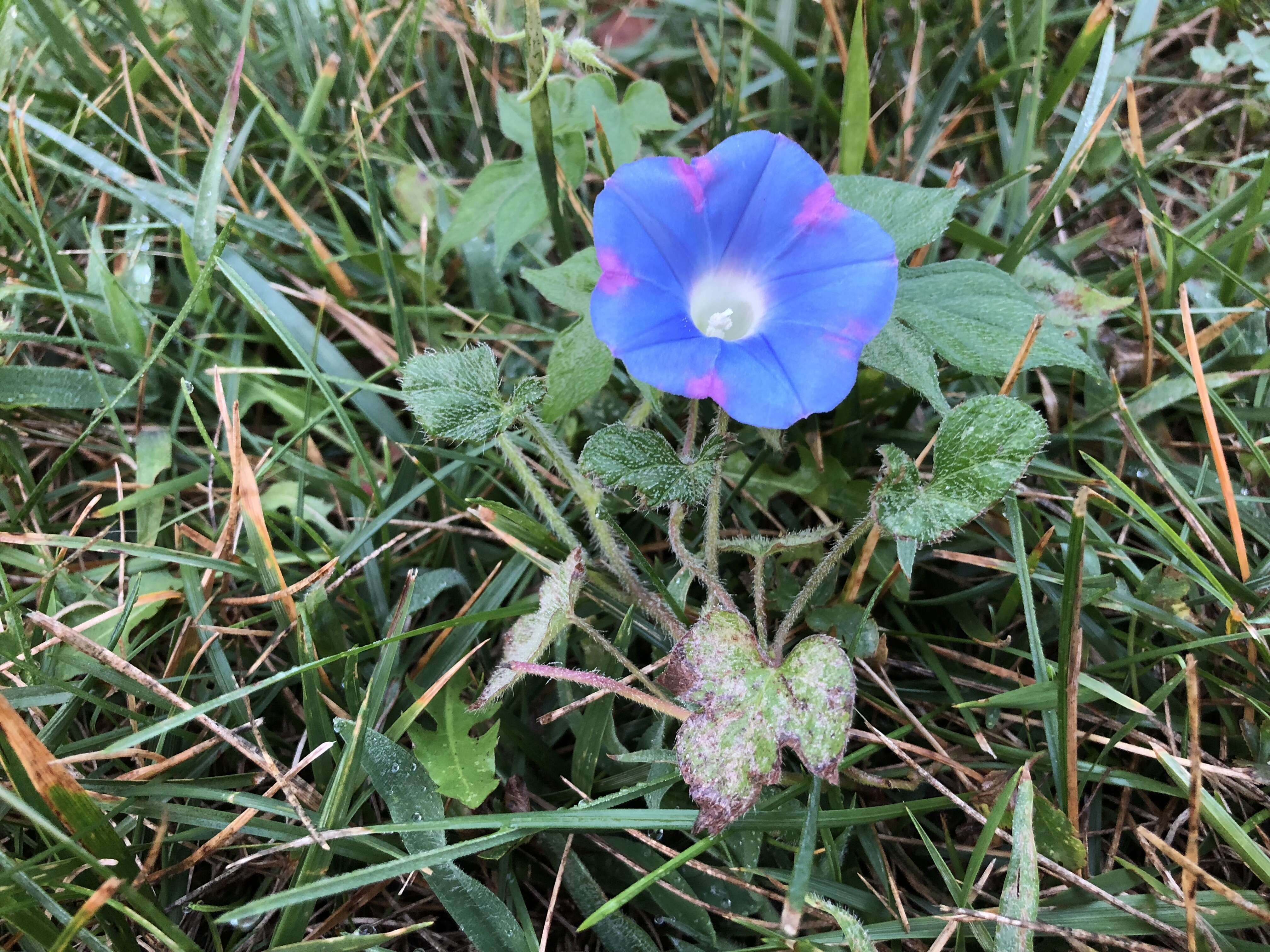 Image of Ivyleaf morning-glory