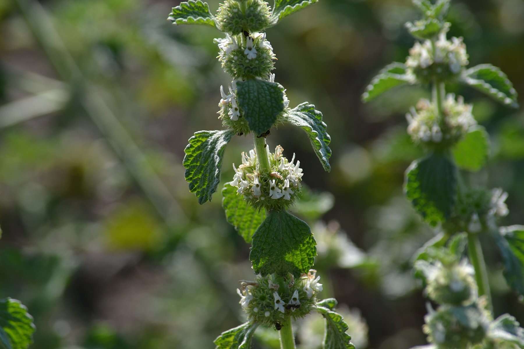 Image of horehound